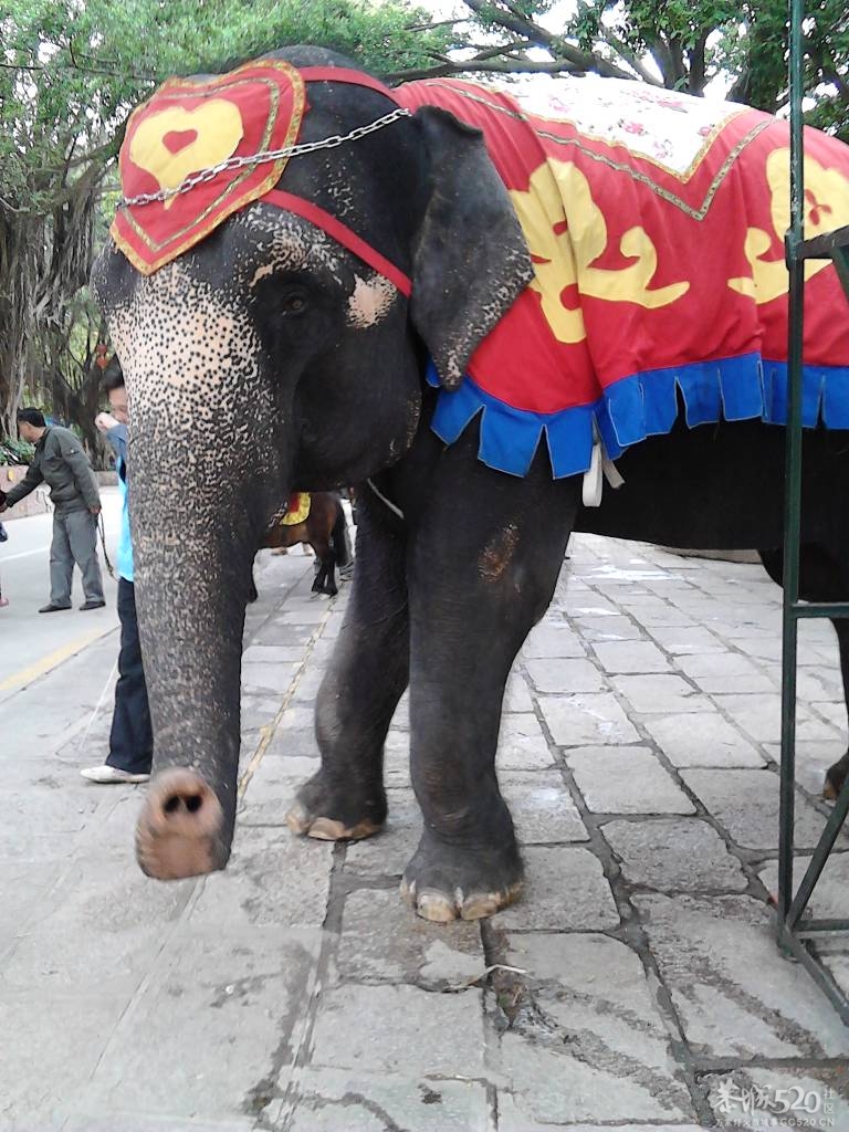 2013年元旦，深圳市野生动物园一日游138 / 作者:758779802 / 帖子ID:59689