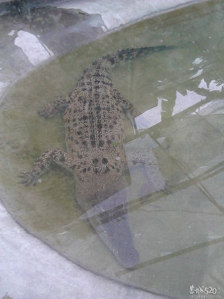 2013年元旦，深圳市野生动物园一日游906 / 作者:758779802 / 帖子ID:59689