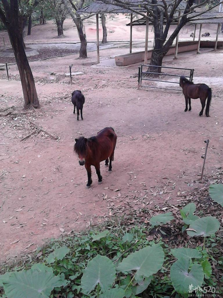 2013年元旦，深圳市野生动物园一日游533 / 作者:758779802 / 帖子ID:59689