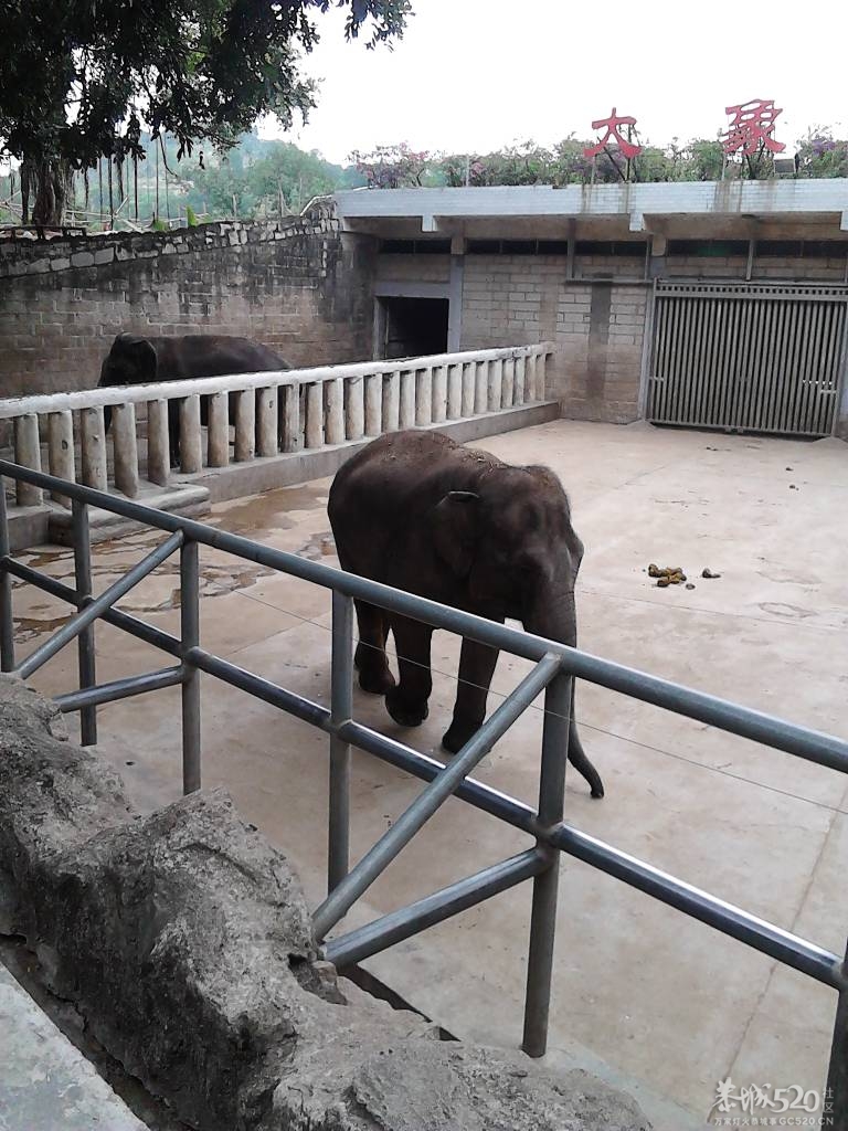 2013年元旦，深圳市野生动物园一日游281 / 作者:758779802 / 帖子ID:59689