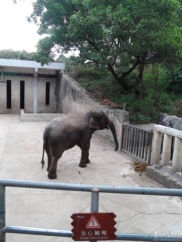 2013年元旦，深圳市野生动物园一日游677 / 作者:758779802 / 帖子ID:59689