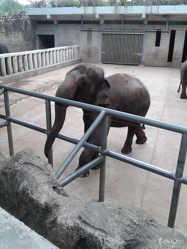 2013年元旦，深圳市野生动物园一日游792 / 作者:758779802 / 帖子ID:59689