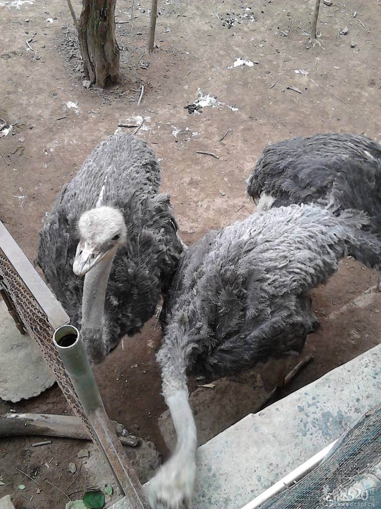 2013年元旦，深圳市野生动物园一日游495 / 作者:758779802 / 帖子ID:59689