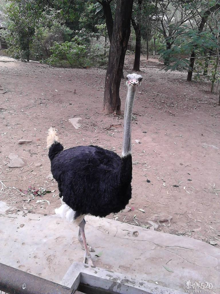 2013年元旦，深圳市野生动物园一日游256 / 作者:758779802 / 帖子ID:59689