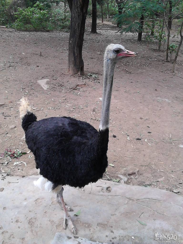 2013年元旦，深圳市野生动物园一日游435 / 作者:758779802 / 帖子ID:59689