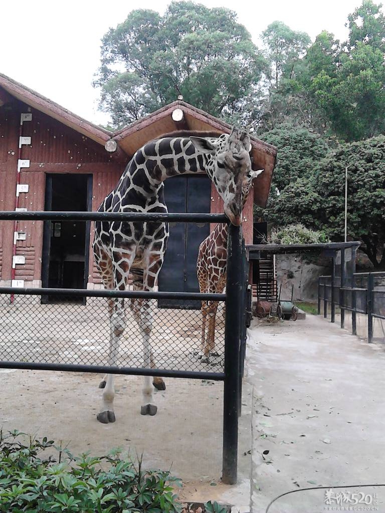 2013年元旦，深圳市野生动物园一日游815 / 作者:758779802 / 帖子ID:59689