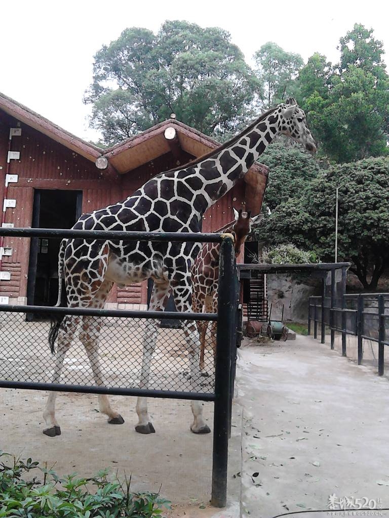 2013年元旦，深圳市野生动物园一日游59 / 作者:758779802 / 帖子ID:59689