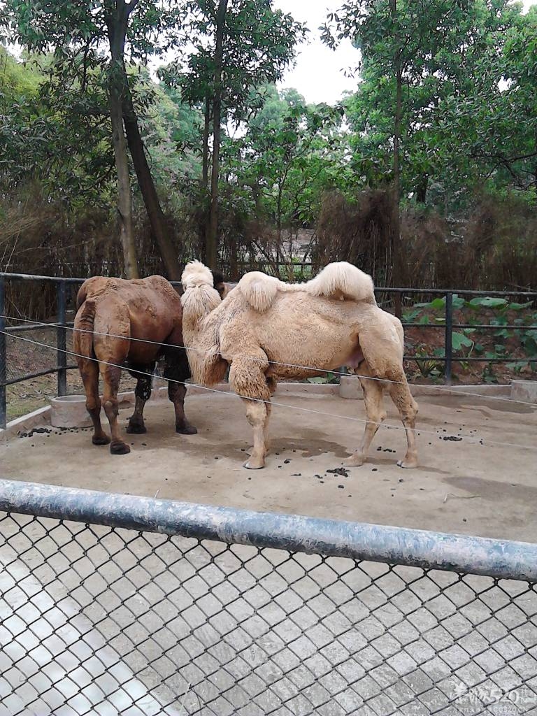 2013年元旦，深圳市野生动物园一日游971 / 作者:758779802 / 帖子ID:59689