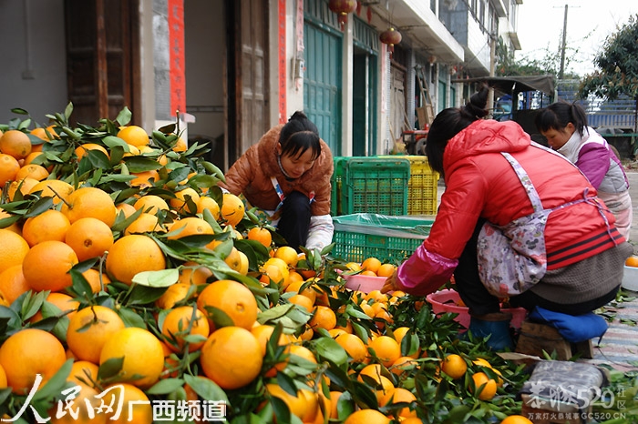 恭城：一村一品富农民489 / 作者:茶城路人 / 帖子ID:60037