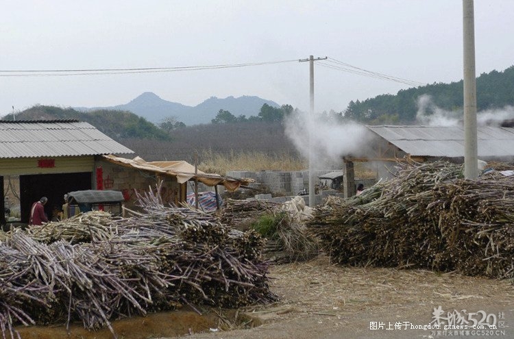 转：桂林恭城土黄糖作坊，原始工艺难得一见！196 / 作者:翠峰紫阳 / 帖子ID:60064