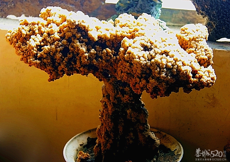 来几个钟乳石 卓子790 / 作者:瑶乡看兰 / 帖子ID:60093