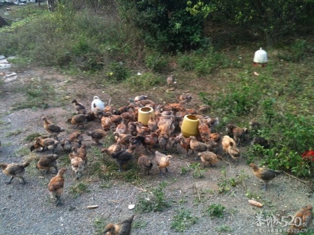 有大量土鸡出售340 / 作者:兄弟 / 帖子ID:60584