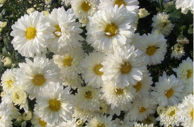 出售  菊花茶493 / 作者:ご俬乆專戀 / 帖子ID:60889