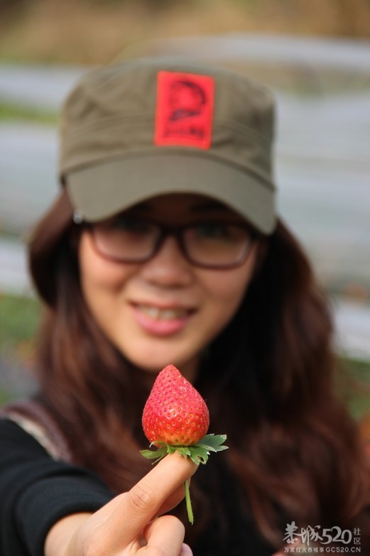 美食群阳朔自驾游 传说中的奶香草莓 嘿嘿646 / 作者:星想事成 / 帖子ID:61321