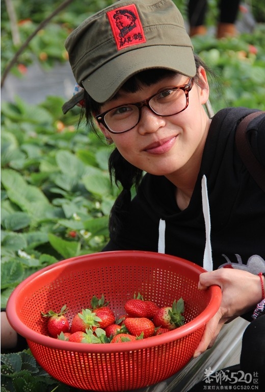 美食群阳朔自驾游 传说中的奶香草莓 嘿嘿692 / 作者:星想事成 / 帖子ID:61321