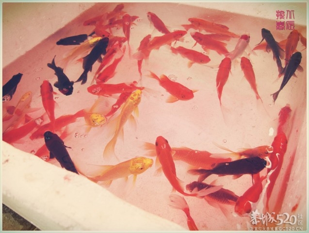 在这里，闻到年味——年货街（更新夜景）301 / 作者:北辰 / 帖子ID:61329