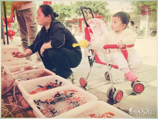 在这里，闻到年味——年货街（更新夜景）282 / 作者:北辰 / 帖子ID:61329