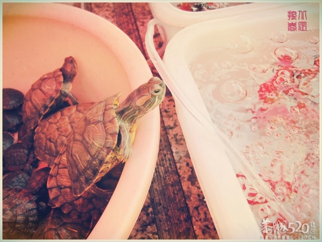 在这里，闻到年味——年货街（更新夜景）618 / 作者:北辰 / 帖子ID:61329