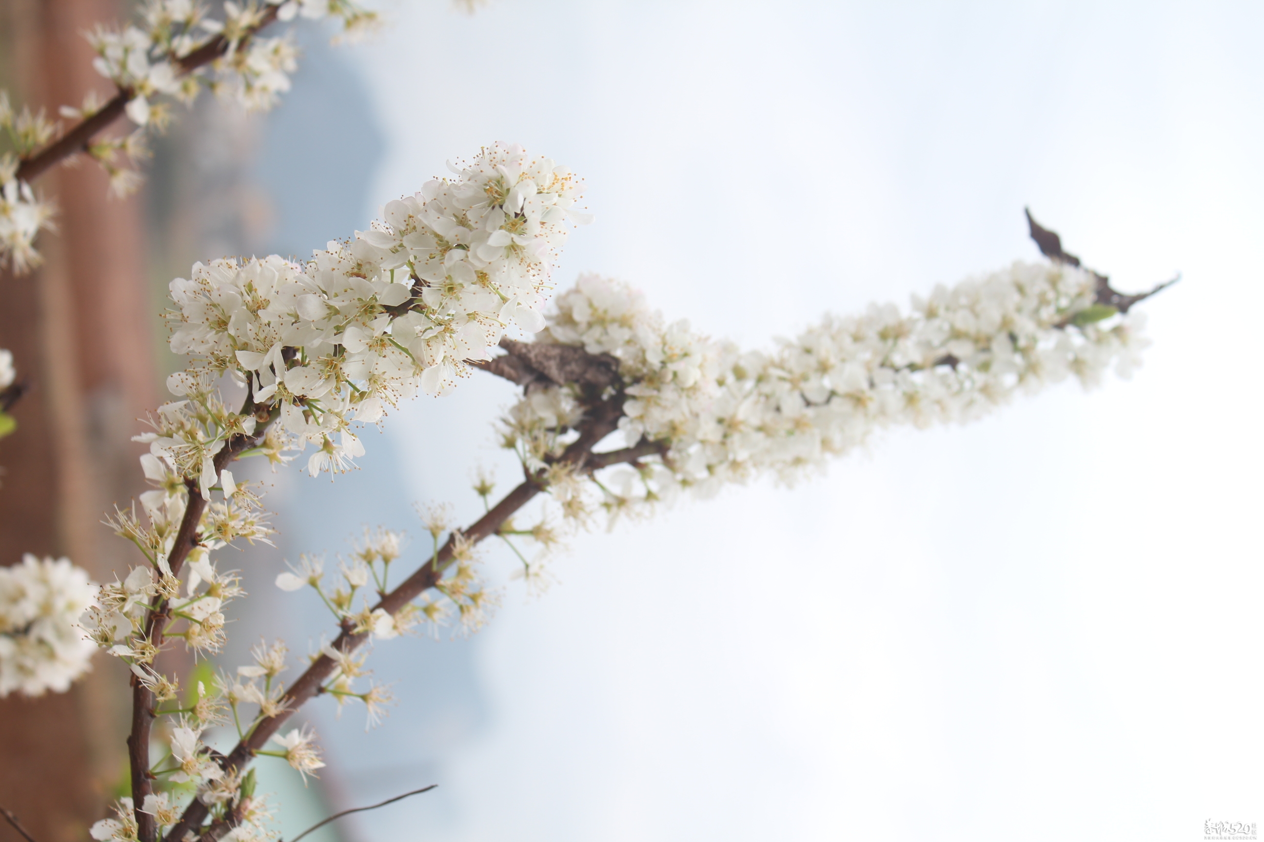 李花开了，桃花还会远吗28 / 作者:@-@123 / 帖子ID:61422