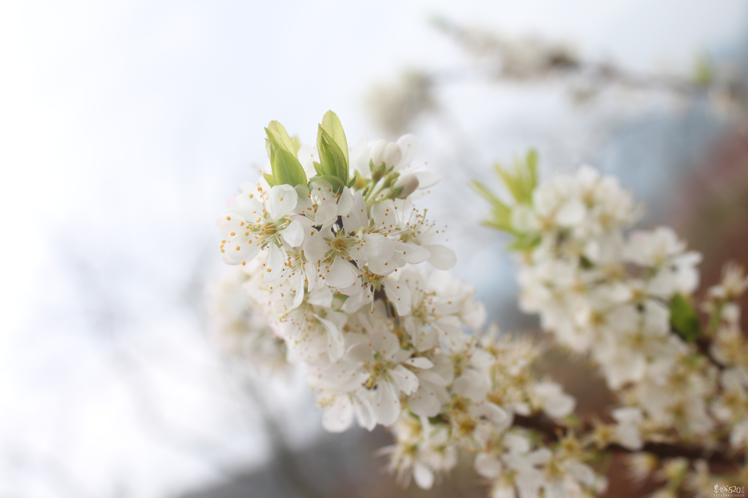 李花开了，桃花还会远吗940 / 作者:@-@123 / 帖子ID:61422