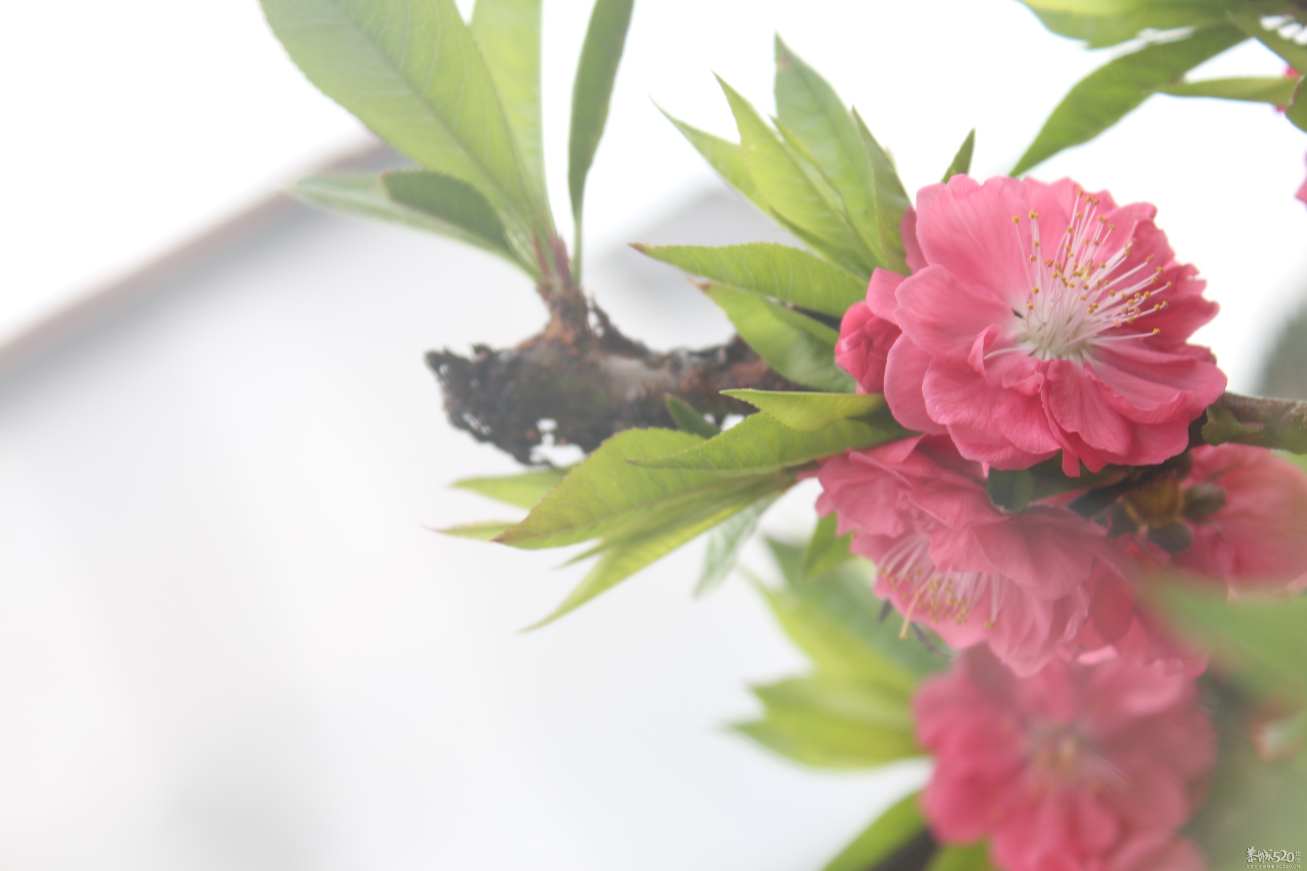 李花开了，桃花还会远吗980 / 作者:@-@123 / 帖子ID:61422