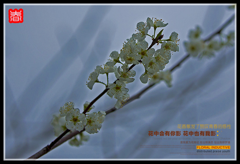春--------赏花670 / 作者:其修远 / 帖子ID:61538