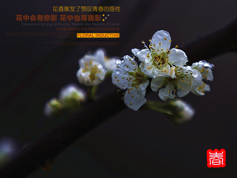 春--------赏花241 / 作者:其修远 / 帖子ID:61538