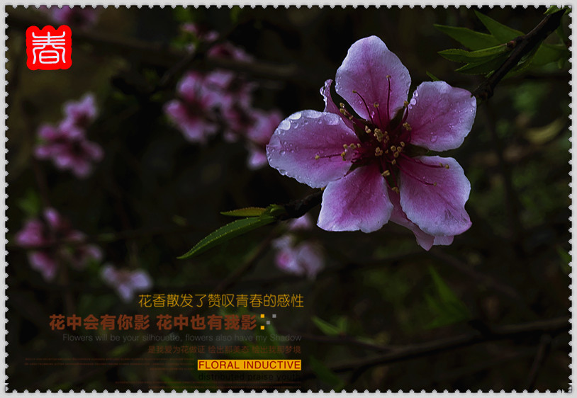 春--------赏花992 / 作者:其修远 / 帖子ID:61538