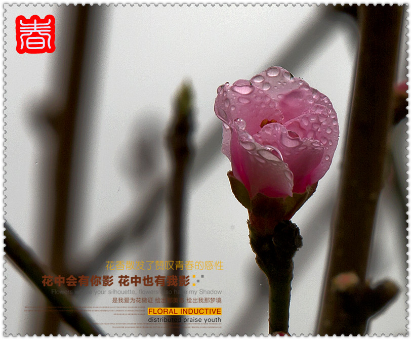 春--------赏花216 / 作者:其修远 / 帖子ID:61538