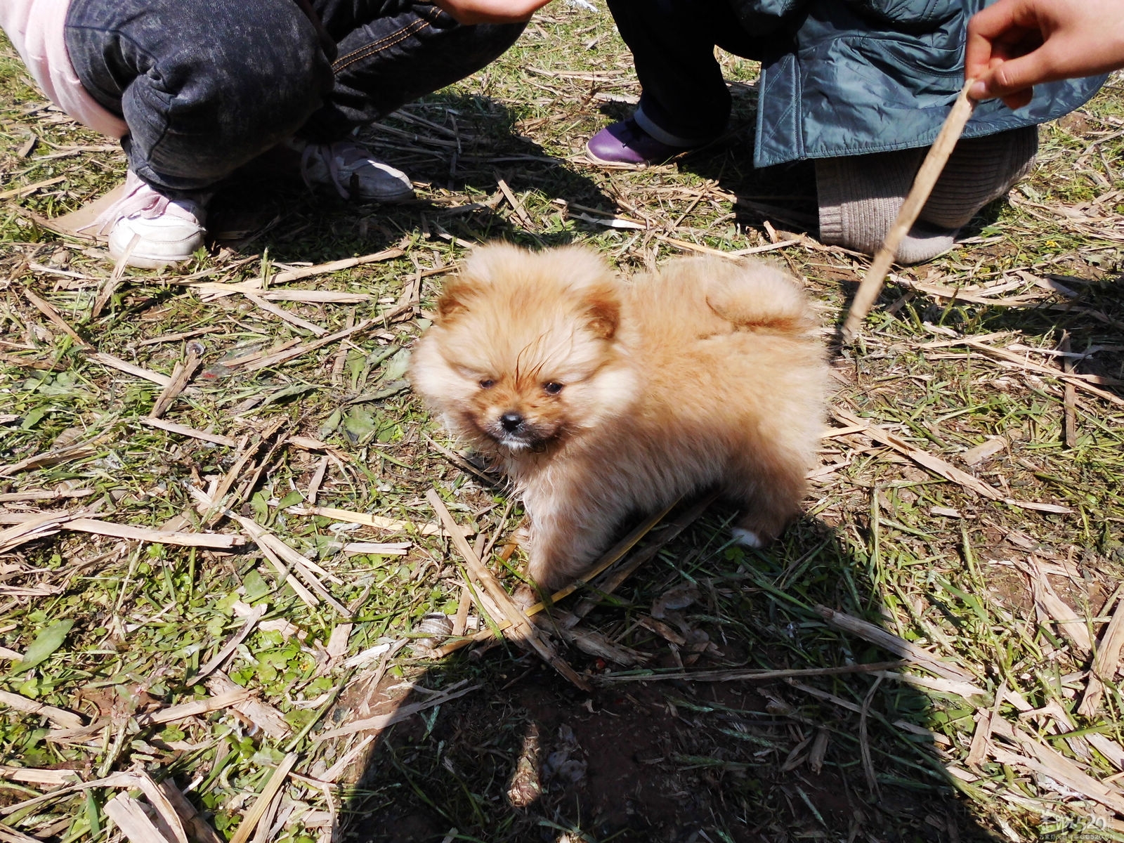 2013花炮节——热闹开头，闹剧收场941 / 作者:马路桥~八区 / 帖子ID:62990