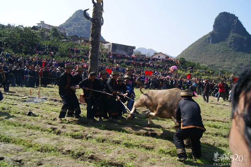2013年三江石口花炮节559 / 作者:孟筒瑶 / 帖子ID:63210