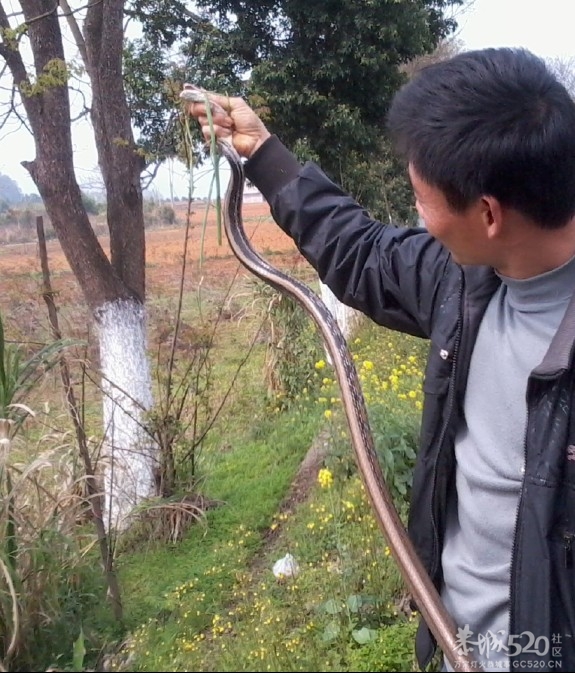 好大一条蛇301 / 作者:山高人为峰 / 帖子ID:63511