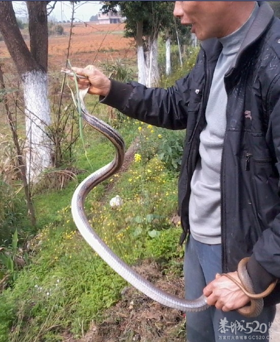好大一条蛇521 / 作者:山高人为峰 / 帖子ID:63511