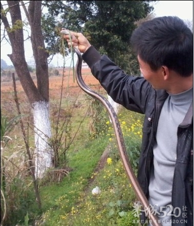 好大一条蛇835 / 作者:山高人为峰 / 帖子ID:63511