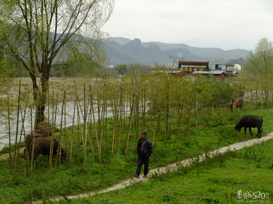 滨江苑何时成了牧场？960 / 作者:瑶仁 / 帖子ID:63657