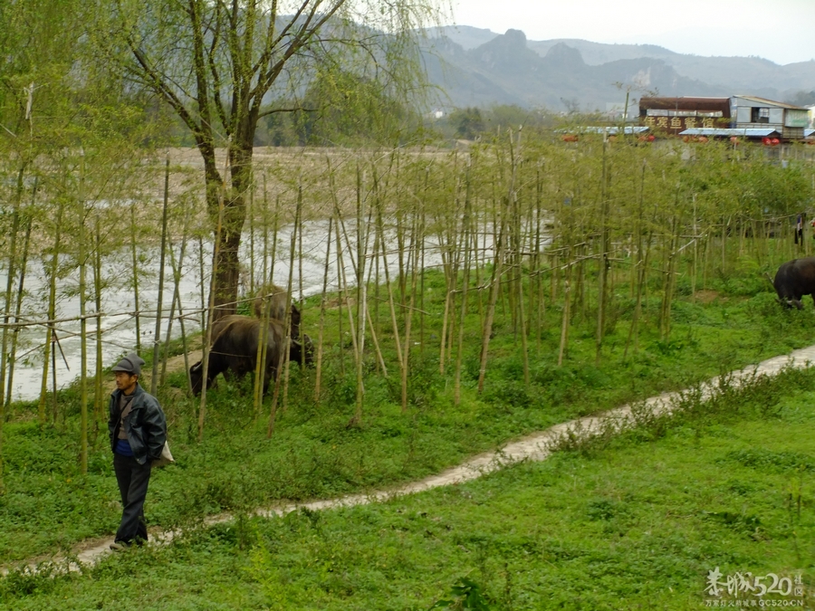 滨江苑何时成了牧场？21 / 作者:瑶仁 / 帖子ID:63657