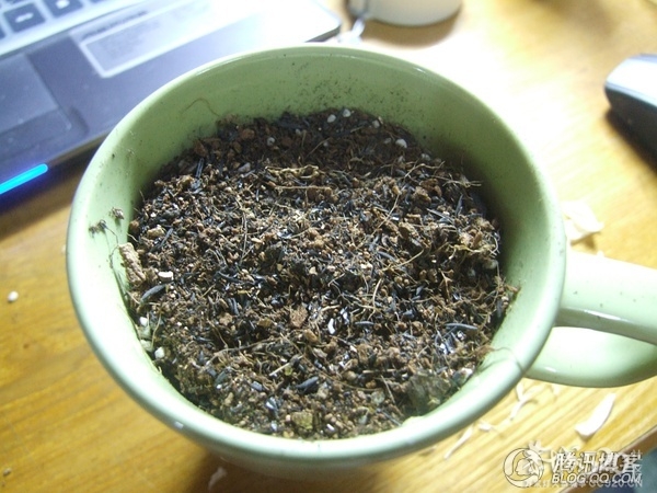 杯子里的小森林537 / 作者:爱哭鬼 / 帖子ID:63901