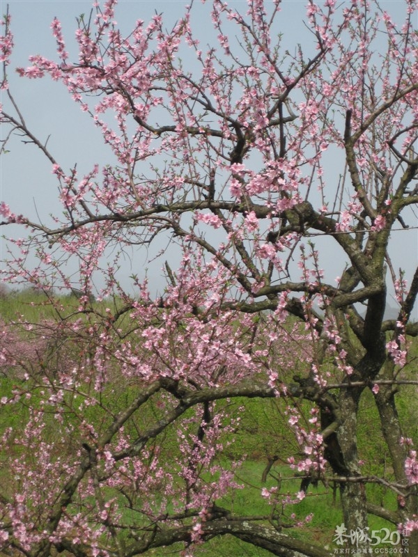 在那桃花盛开的地方979 / 作者:东方思雨 / 帖子ID:64001