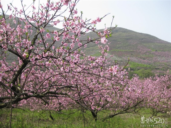 在那桃花盛开的地方126 / 作者:东方思雨 / 帖子ID:64001