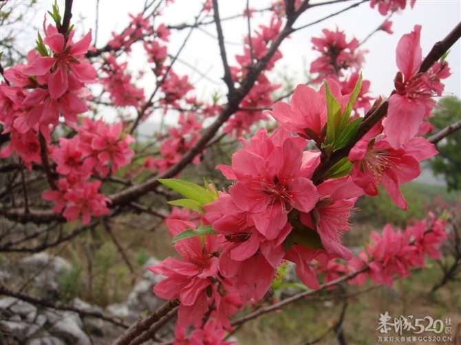 在那桃花盛开的地方191 / 作者:东方思雨 / 帖子ID:64001