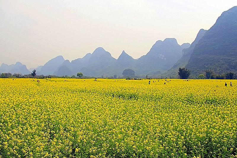 阳朔风光28 / 作者:瑶乡看兰 / 帖子ID:64134