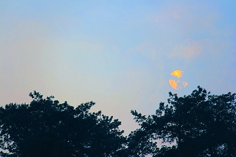 在家里面拍的太阳723 / 作者:瑶乡看兰 / 帖子ID:64249