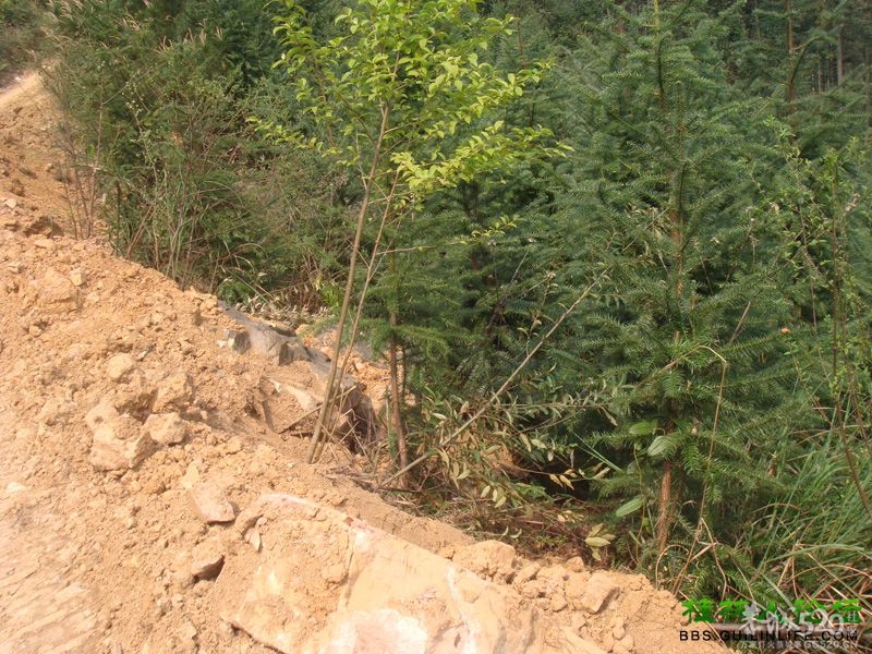 三江某村民强行在别人的地盘上修路，还要收过路费848 / 作者:晨锘 / 帖子ID:64720