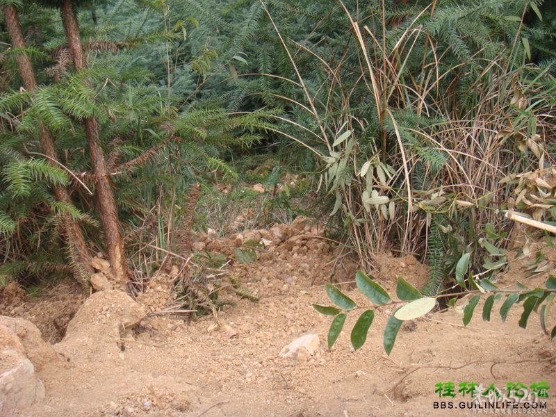 三江某村民强行在别人的地盘上修路，还要收过路费792 / 作者:晨锘 / 帖子ID:64720