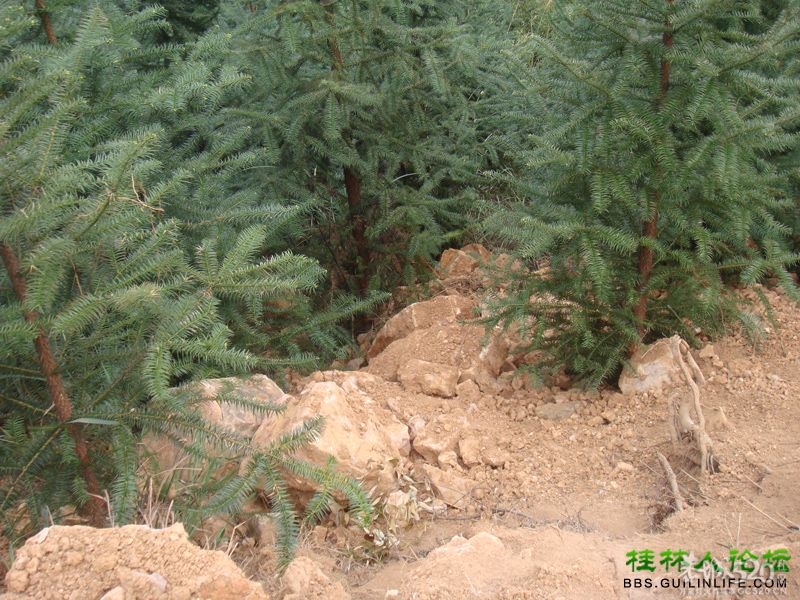 三江某村民强行在别人的地盘上修路，还要收过路费826 / 作者:晨锘 / 帖子ID:64720