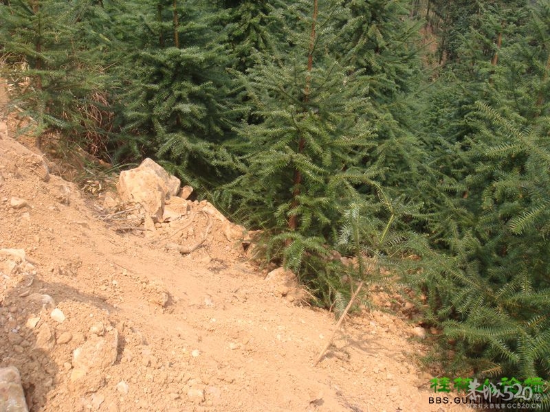 三江某村民强行在别人的地盘上修路，还要收过路费790 / 作者:晨锘 / 帖子ID:64720