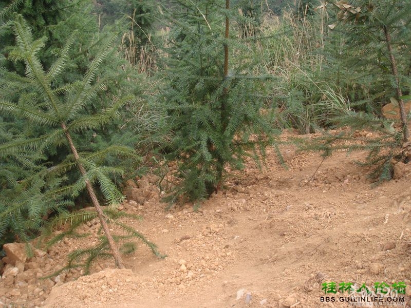 三江某村民强行在别人的地盘上修路，还要收过路费439 / 作者:晨锘 / 帖子ID:64720