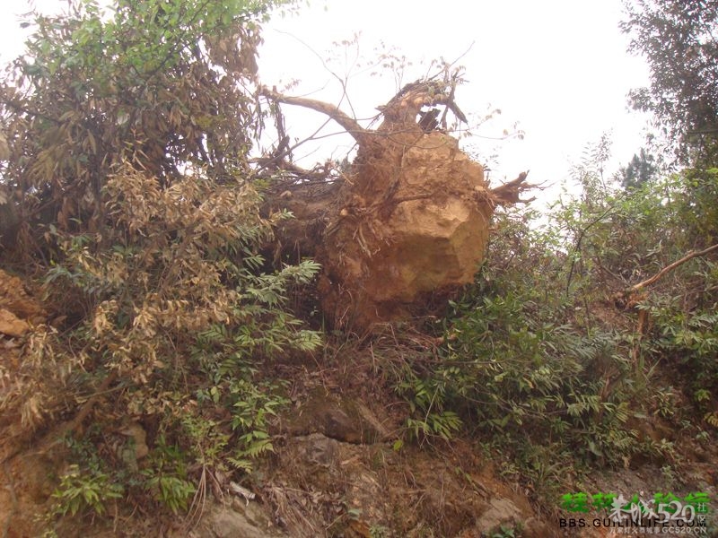 三江某村民强行在别人的地盘上修路，还要收过路费835 / 作者:晨锘 / 帖子ID:64720