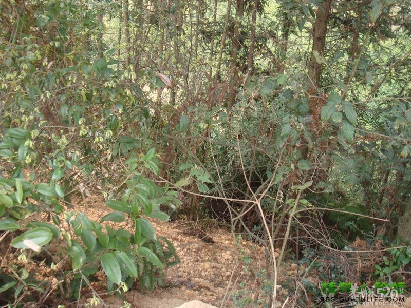 三江某村民强行在别人的地盘上修路，还要收过路费534 / 作者:晨锘 / 帖子ID:64720