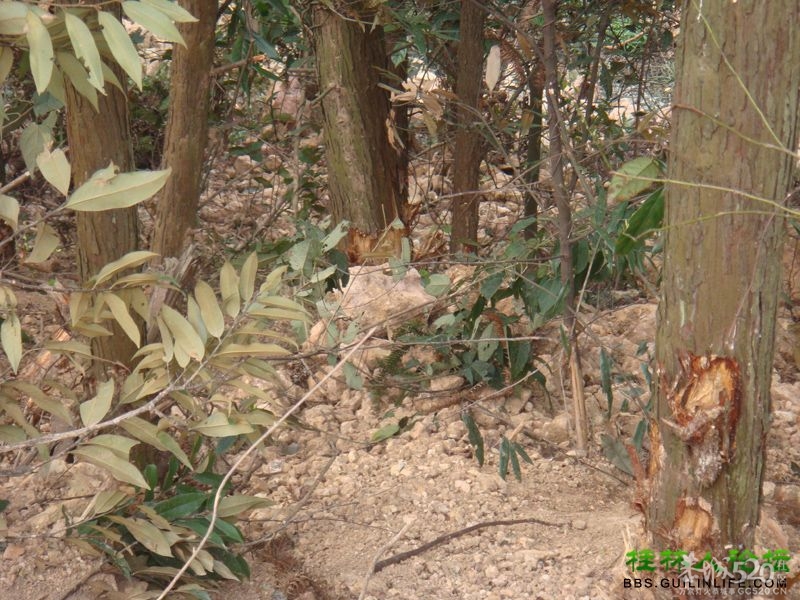 三江某村民强行在别人的地盘上修路，还要收过路费398 / 作者:晨锘 / 帖子ID:64720